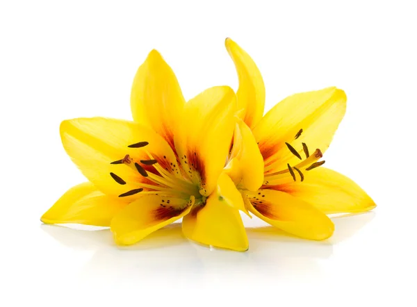 Dwie żółte lilia — Zdjęcie stockowe