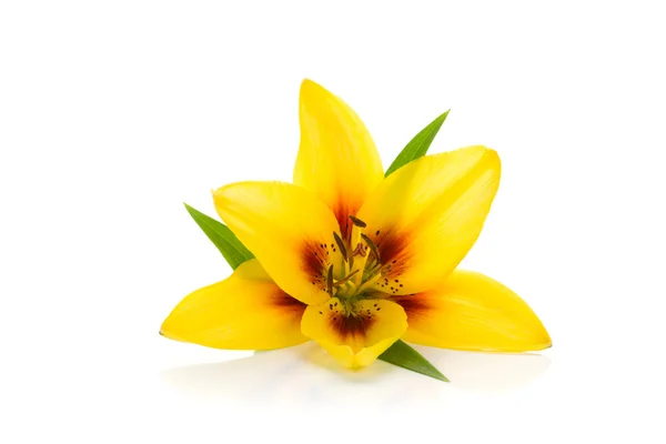 Lily amarela — Fotografia de Stock