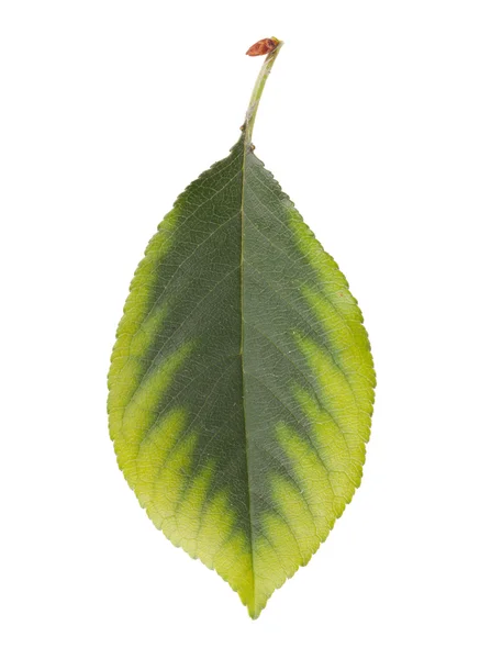 Вишневый лист — стоковое фото