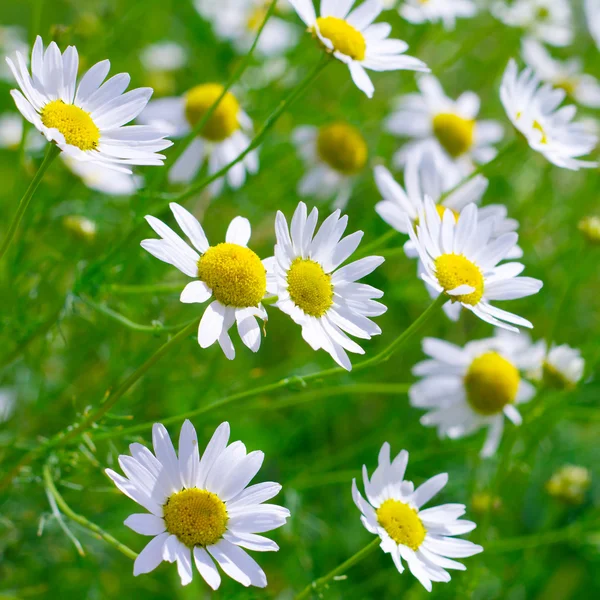Hermosas flores de manzanilla soleadas de cerca —  Fotos de Stock