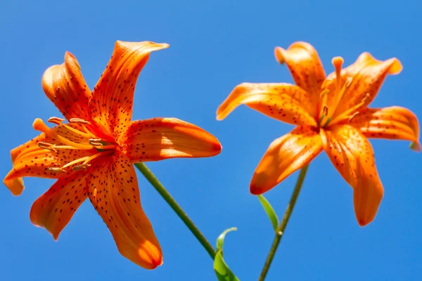 Beautiful orange flowers against blue sky — Stock Photo, Image
