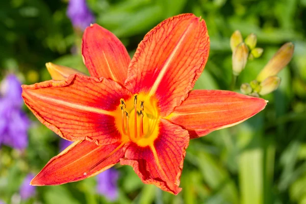 Красиві оранжеві квіти — стокове фото