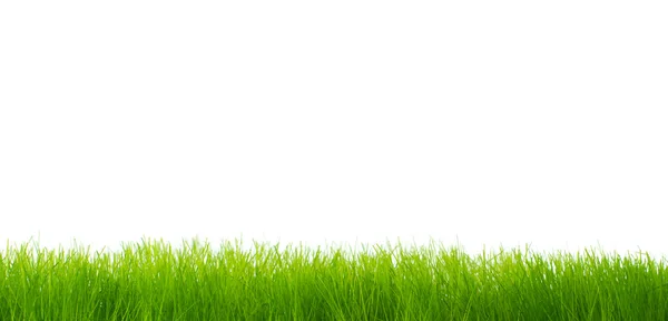 Green vibrant grass over white background — Stock Photo, Image