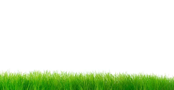 Zöld élénk fű alatt fehér háttér — Stock Fotó