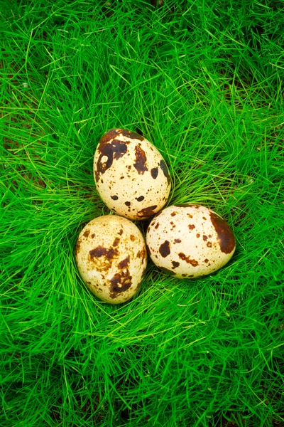 Easter quail eggs in the grass — Stock Photo, Image