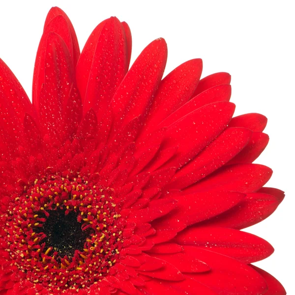 Κόκκινο λευκό λουλούδι με δροσοσταλίδες — Φωτογραφία Αρχείου