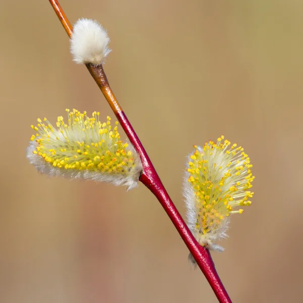 Yellow blooming pussy willow branches — Stock Photo, Image