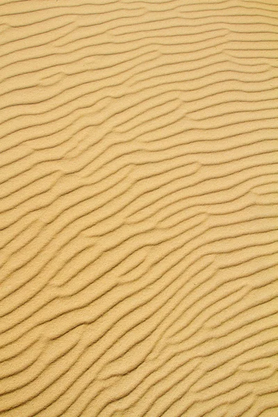 Öken sand bakgrunden av en Kuriska spotta dune — Stockfoto