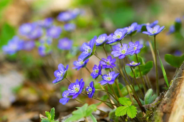 Niebieskie kwiaty z bliska hepatica nobilis (wspólne Przylaszczka, żywo — Zdjęcie stockowe