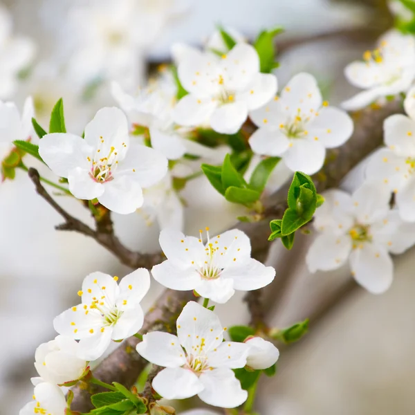 Kirschblüten Nahaufnahme — Stockfoto