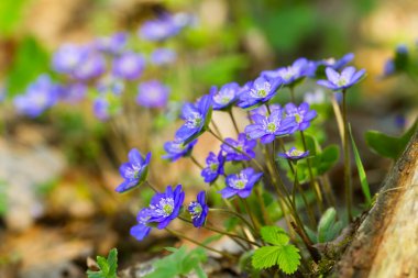 Blue flowers of Hepatica Nobilis close-up (Common Hepatica, live clipart