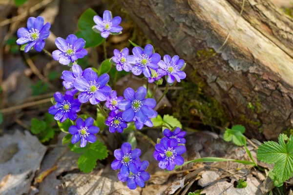 Blå blommor av hepatica nobilis närbild (gemensamma hepatica, live — Stockfoto