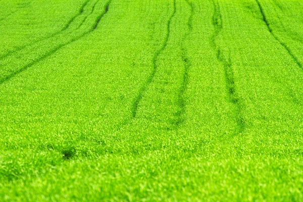 Green vibrant spring field — Stock Photo, Image