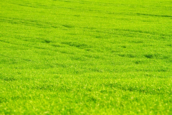 Campo de primavera verde vibrante — Foto de Stock