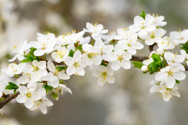 Flor de cerejeira flores closeup — Fotografia de Stock