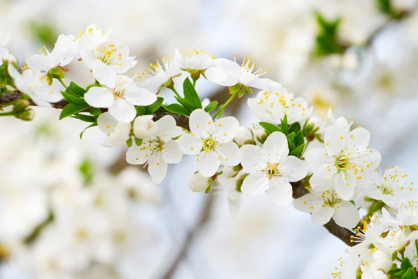 Cseresznyevirág virág Polárszűrő — Stock Fotó