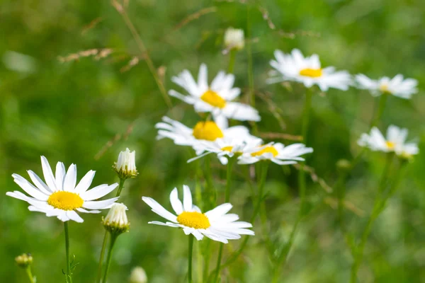 Красиві сонячні квіти ромашки крупним планом — стокове фото
