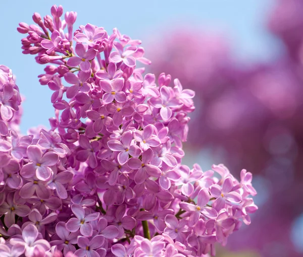 Zöld ág tavaszi lila virágokkal — Stock Fotó