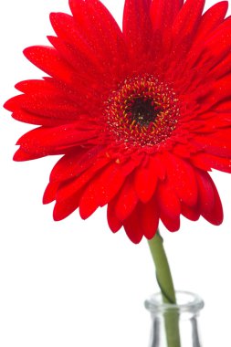 A red gerbera in a glass vase