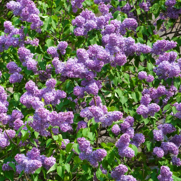 वसंत ऋतु लिलाक फुलांसह हिरवा शाखा — स्टॉक फोटो, इमेज