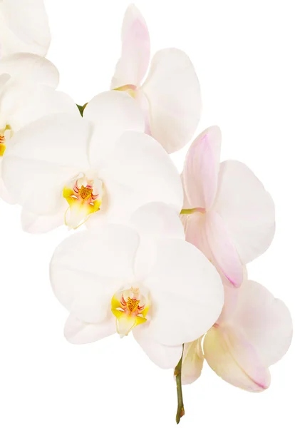 stock image Close-up of white orchids flowers on white background