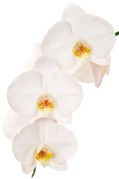 Крупный план белых орхидей на белом фоне — стоковое фото