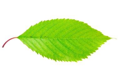 Vibrant green leaf isolated on white background clipart