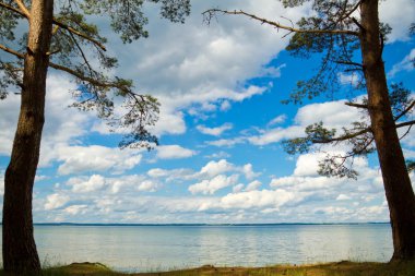 Pine trees at the peaceful lake coast clipart