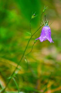 Closeup of blue bell flower after the rain clipart