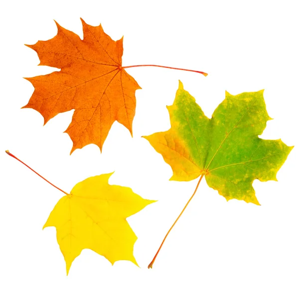Yellow autumn leaves isolated on white background — Stock Photo, Image