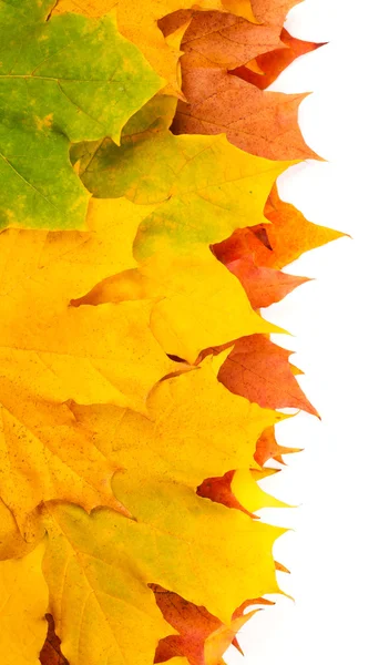 Gelbe Herbstblätter isoliert auf weißem Hintergrund — Stockfoto