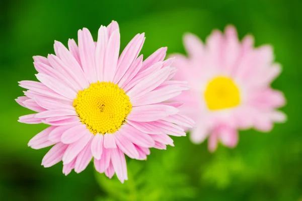 Pink daisy flower closeup (Pink Pyrethrum) — Stock Photo, Image