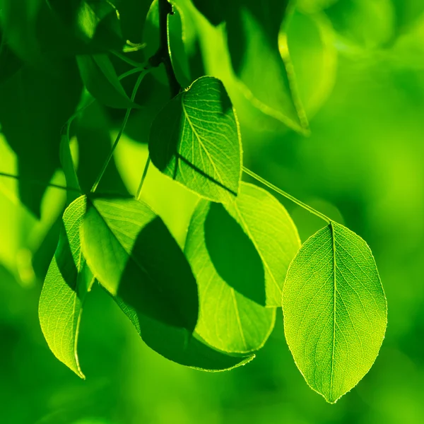 Зелене листя в ранкових променях сонця — стокове фото