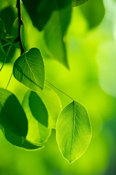 Green foliage in the morning sun beams — Stock Photo, Image