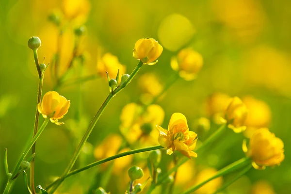 stock image Sunny yellow flowers background