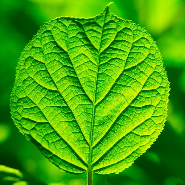 Зеленая листва в солнечных лучах — стоковое фото