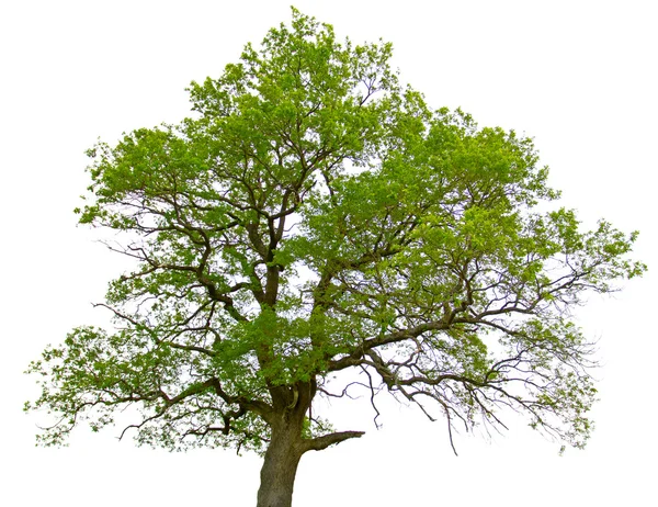 Beyaz arkaplanda yeşil meşe ağacı izole edildi — Stok fotoğraf