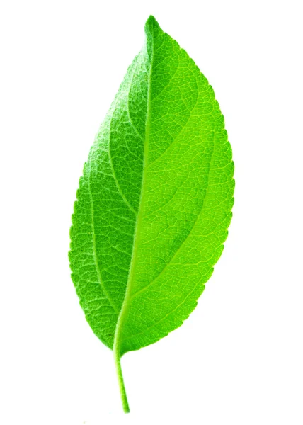 Vibrant green leaf isolated on white background — Stock Photo, Image