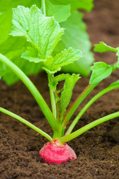 Organic radish growing in the soil — Stock Photo, Image