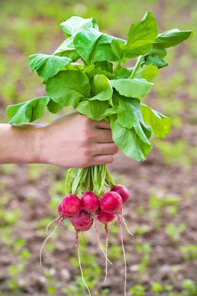 Fresh organic radish in woman's hand — Stock Photo, Image
