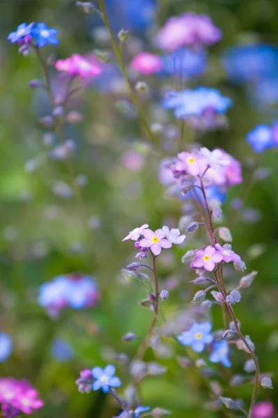 Pequeñas flores azules púrpuras en la hierba —  Fotos de Stock