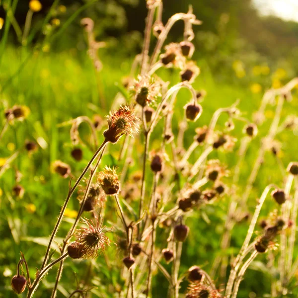Herbe de prairie ensoleillée et fleurs close-up — Photo