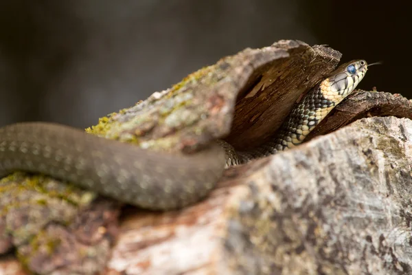 stock image Wild european adder and its forked tongue on the wood