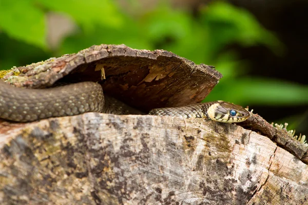 stock image Wild european adder and its forked tongue on the wood