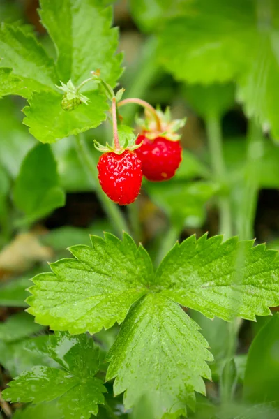 stock image Closeup of a ripe wild strawberry berries