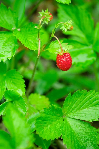 stock image Closeup of a ripe wild strawberry berries