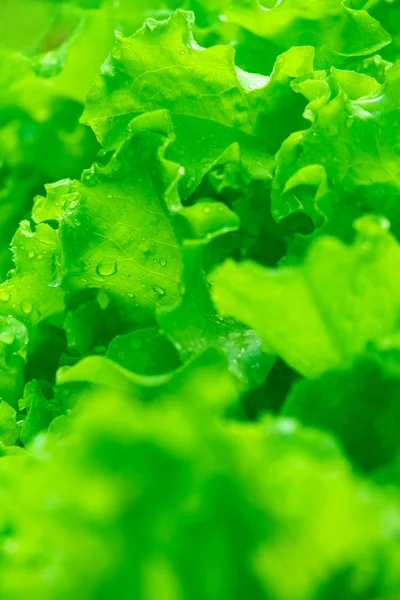 Свежие зеленые листья салата с капельками дождя — стоковое фото