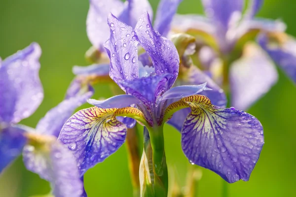 Vackra färska iris blommor med vattendroppar — Stockfoto