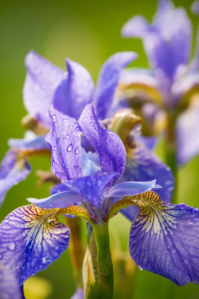 Gyönyörű friss iris virágok vízcseppek — Stock Fotó