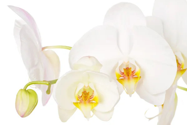 Közeli kép a fehér orchidea virágok fehér háttér — Stock Fotó